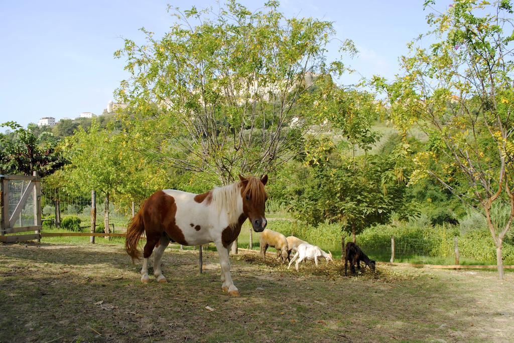 Agriturismo L'Arca Di Anna Brambilla เบลเวเดเร มาริตตีโม ภายนอก รูปภาพ