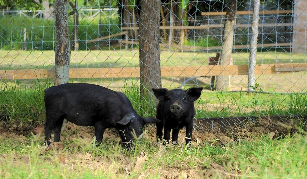 Agriturismo L'Arca Di Anna Brambilla เบลเวเดเร มาริตตีโม ภายนอก รูปภาพ